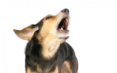 Property Marketing: Who’s Really Top Dog in Property Advertising? PART ONE